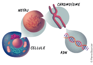 Schéma de l'ADN d'une cellule : l'ADN est une longue double chaîne de molécules en spirale qui compose les chromosomes, qui sont eux-mêmes des éléments du noyau de la cellule.